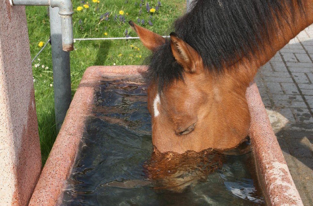 Gönne deinem Pferd auch mal Urlaub – mach eine Reitpause!