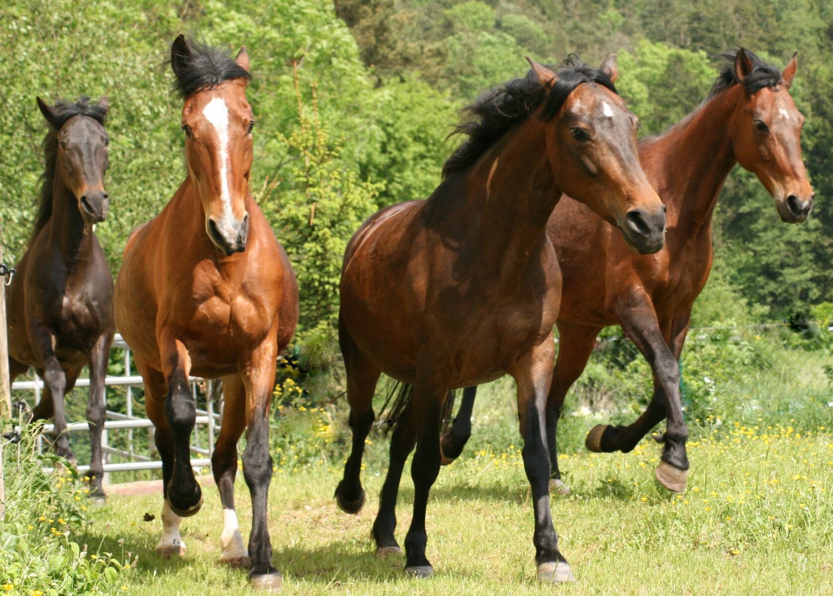 08-die Stuten im Galopp
