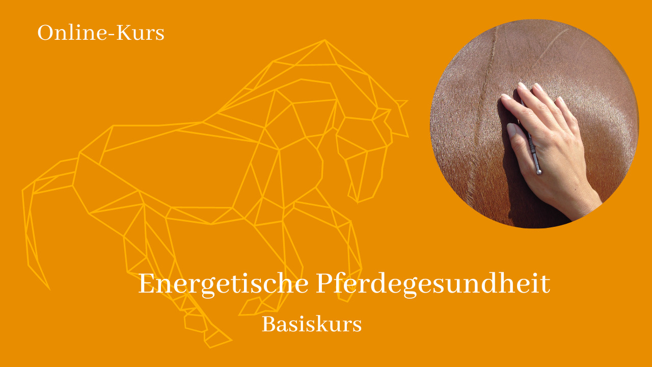 Header Energetische Pferdegesundheit Basiskurs