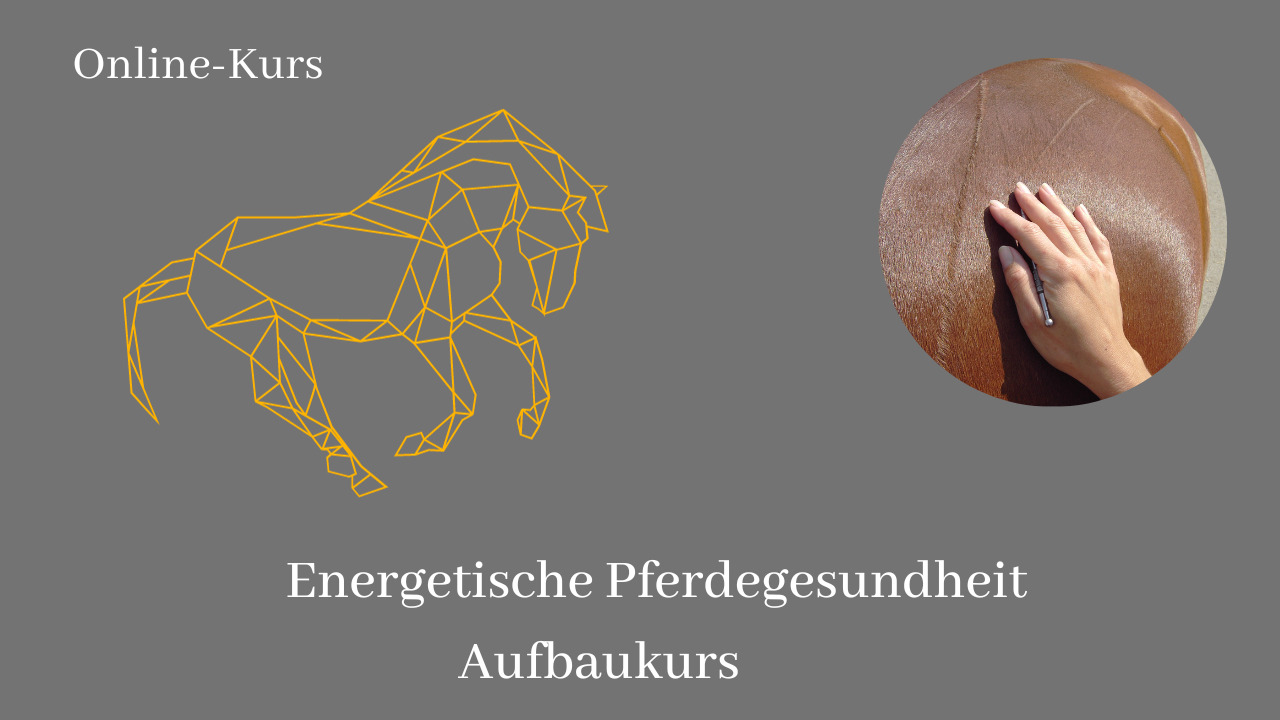 Header Energetische Pferdegesundheit Aufbaukurs