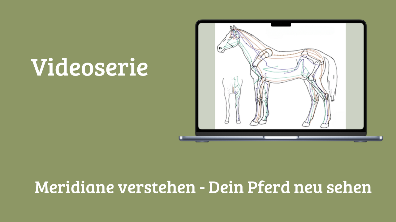 Videoserie Meridiane verstehen - Dein Pferd neu sehen