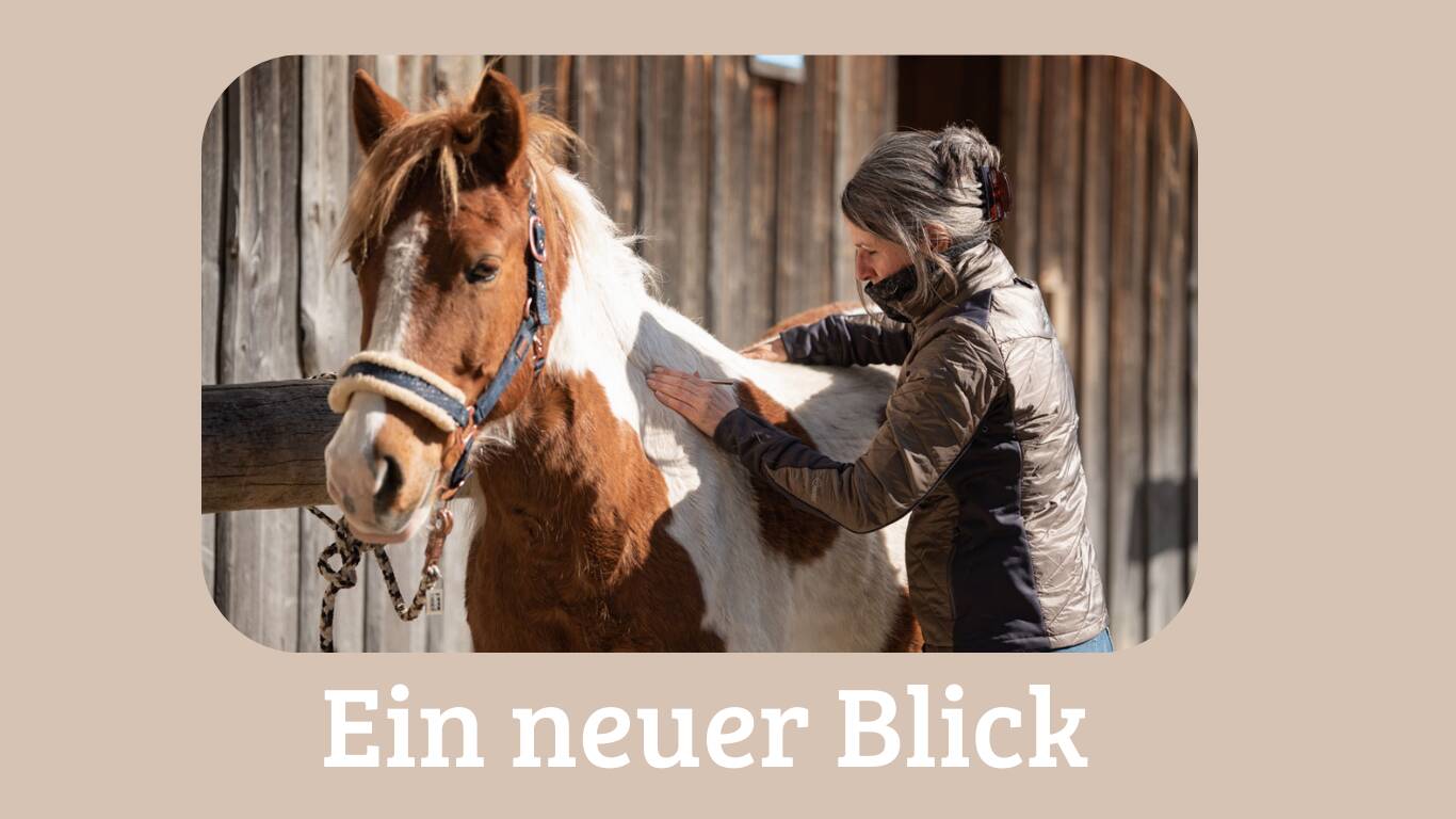 Webinar Meridiane Energiefluß Pferdegesundheit